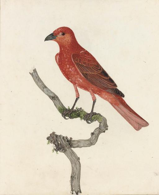 Thomas Lewin - The Summer Tanager \'Piranga rubra\' (North America)
