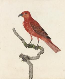Thomas Lewin - The Summer Tanager \'Piranga rubra\' (North America)
