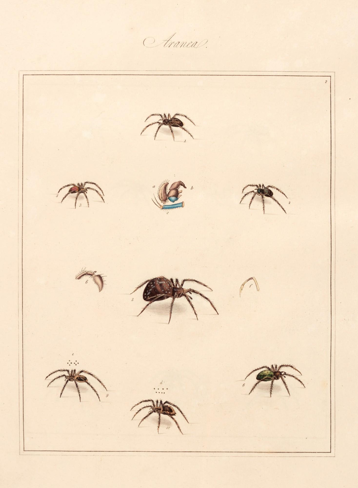 Thomas Martyn - Aranei, or a natural history of spiders, 1793, 2 parts in 1 volume