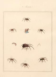 Thomas Martyn - Aranei, or a natural history of spiders, 1793, 2 parts in 1 volume