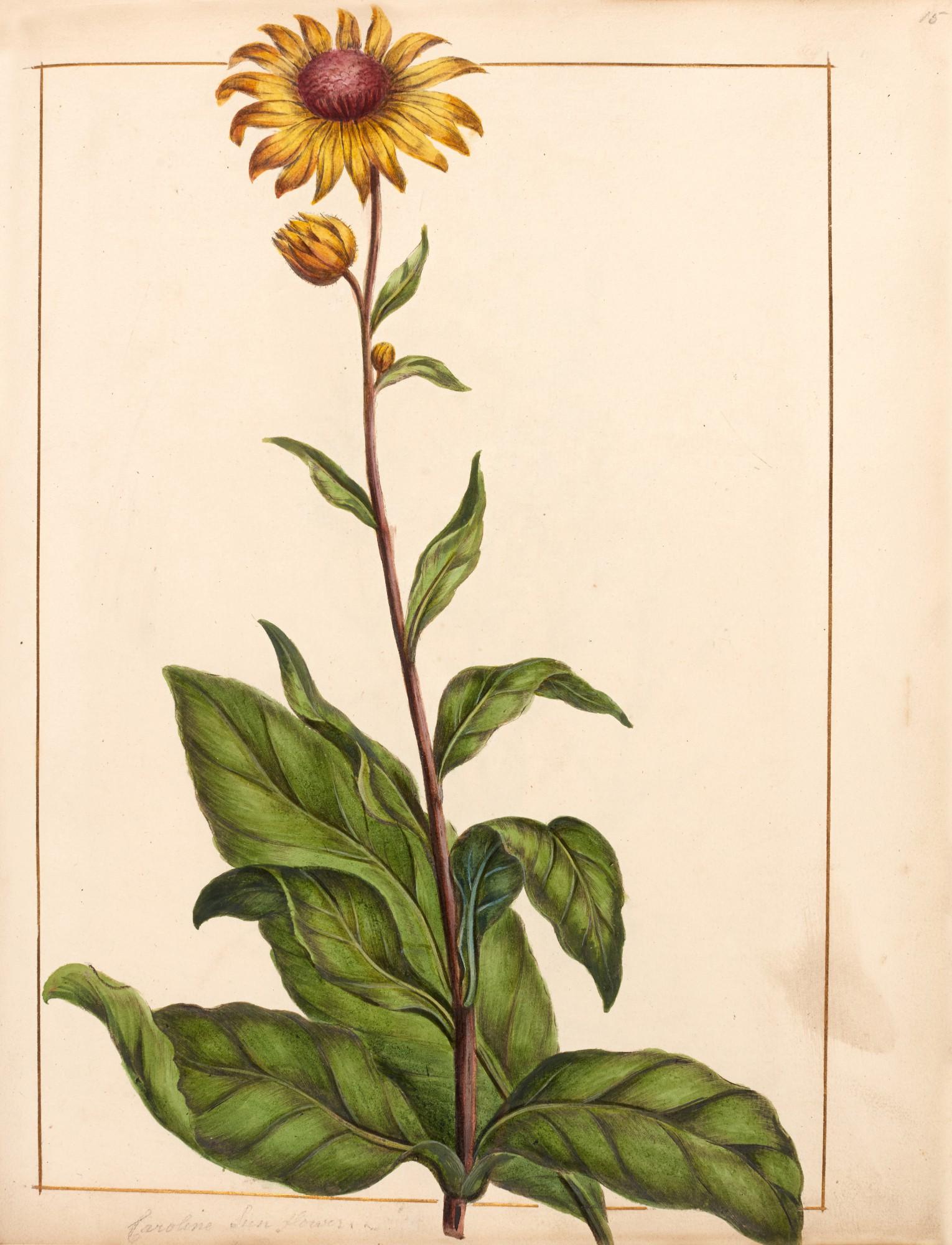 Thomas Martyn - Figures of plants, 1795, original botanical watercolours