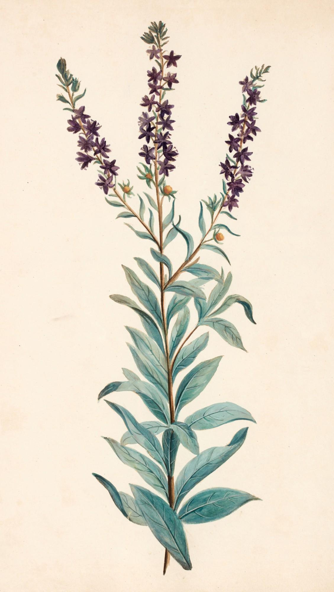 Thomas Martyn - Figures of plants, 1796, original botanical watercolours