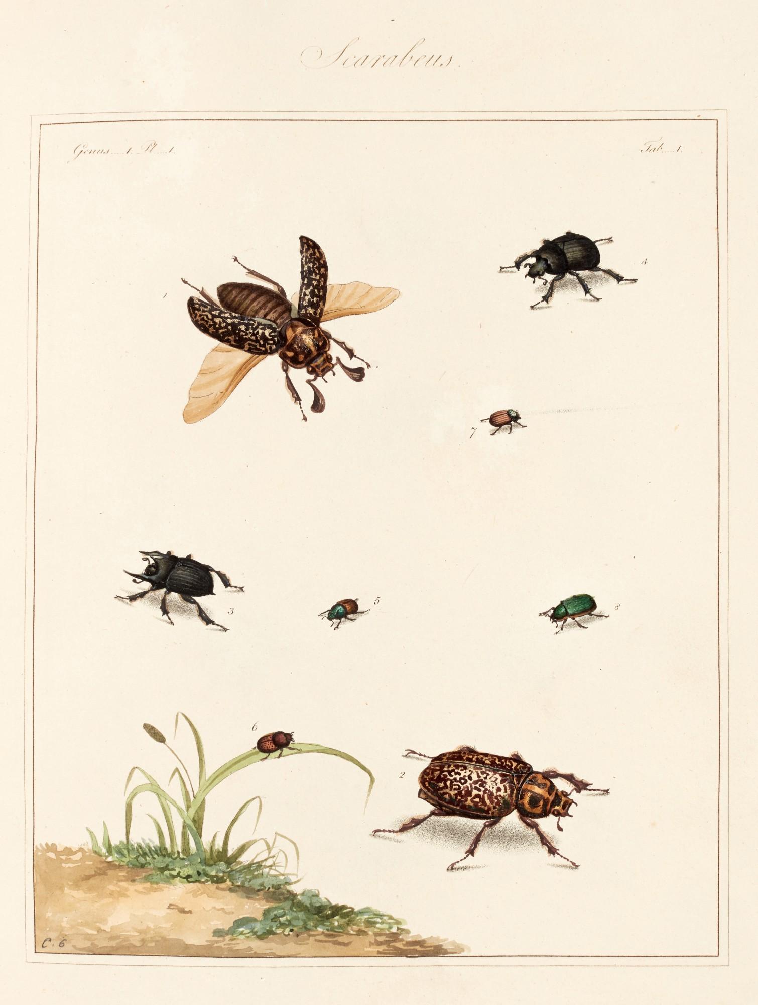 Thomas Martyn - The English entomologist, 1792
