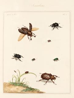 Thomas Martyn - The English entomologist, 1792