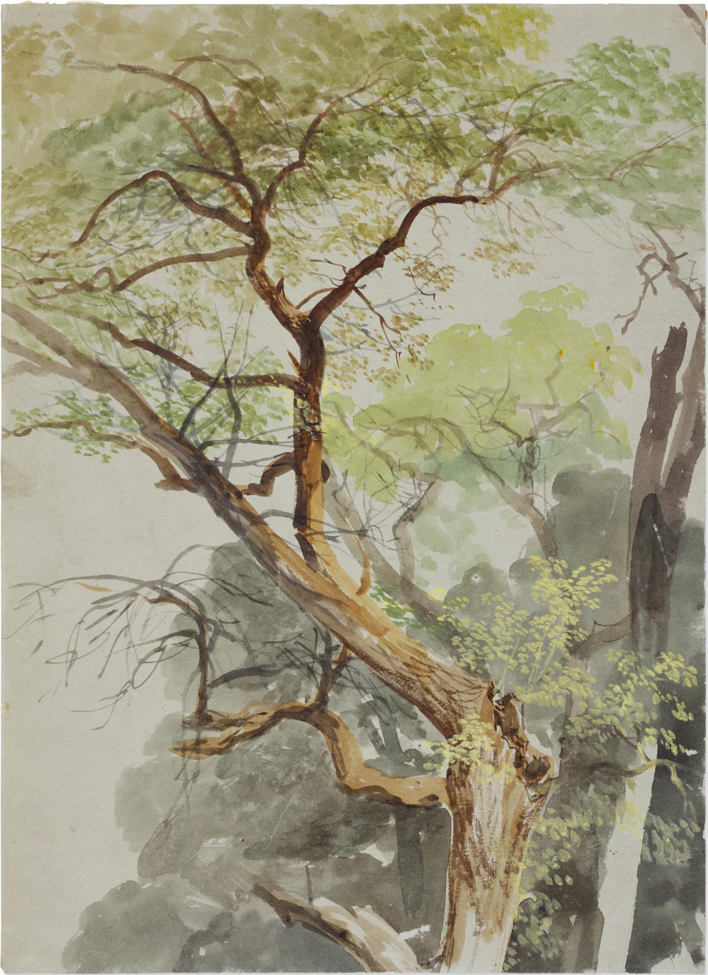 Thomas Miles Richardson, Junior - Study of trees