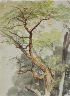 Thomas Miles Richardson, Junior - Study of trees
