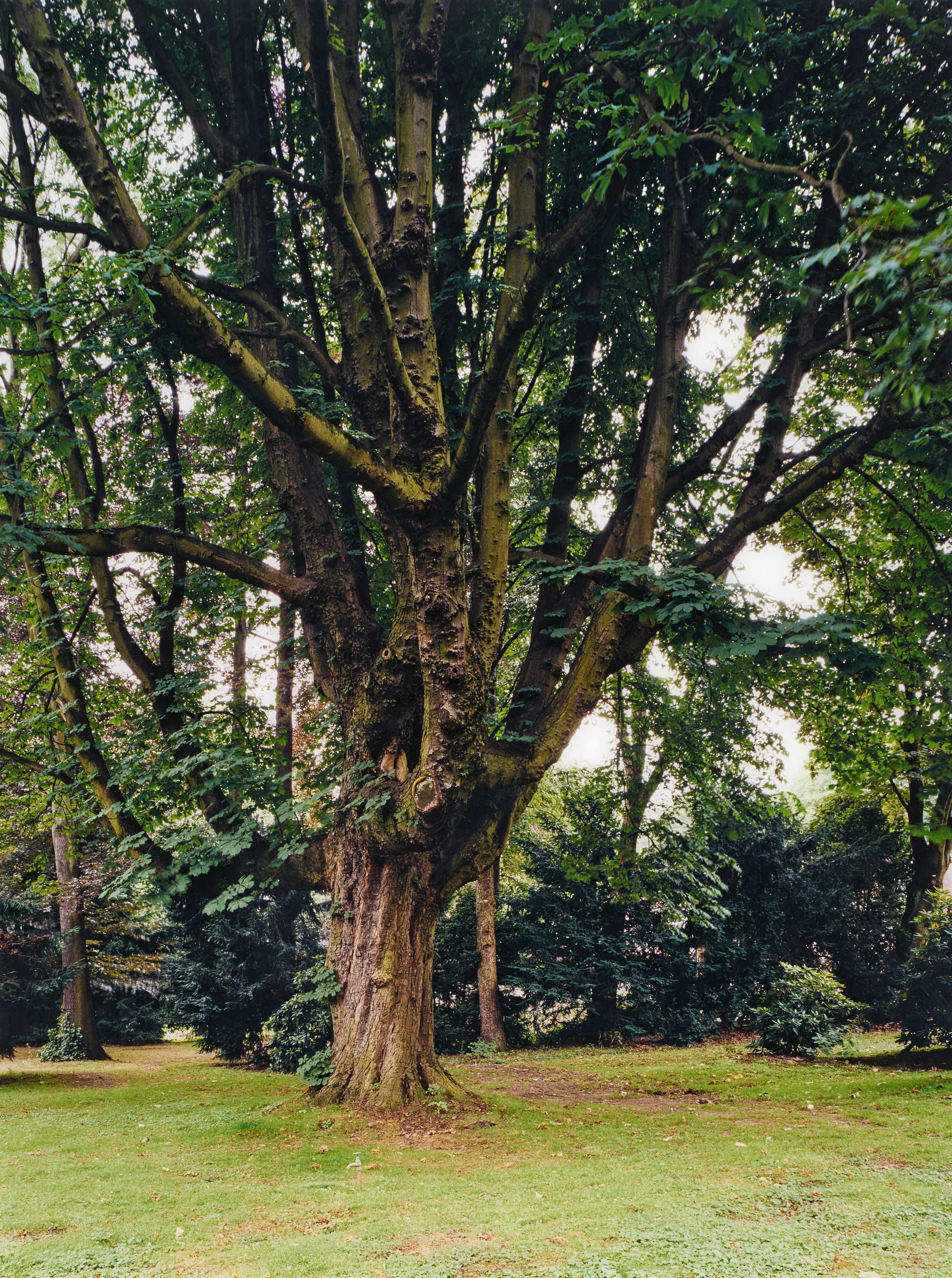 Thomas Ruff - h.e.k.03 (aus der Serie: l.m.v.d.r.)