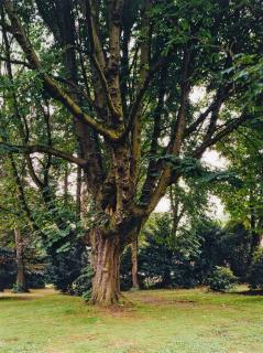 Thomas Ruff - h.e.k.03 (aus der Serie: l.m.v.d.r.)