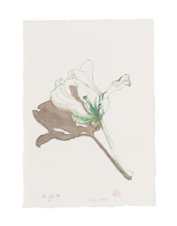 Thomas Schütte - Flower With Shadow