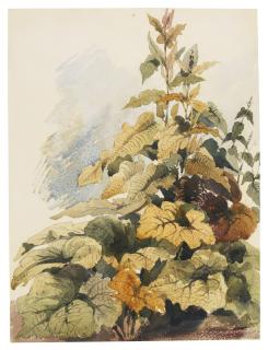 Thomas Shotter Boys - A Study Of Sorrell And Other Plants