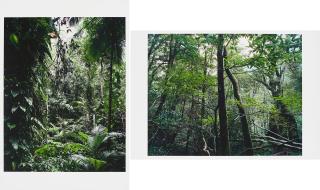 Thomas Struth - Aus: Paradies.