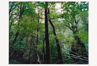 Thomas Struth - Aus: Paradies