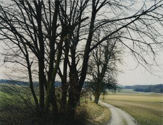 Thomas Struth - Baumgruppe Bei Rutschwil No. 25, Winterthur