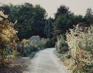 Thomas Struth - Garten am Lindberg mit Sonnenblumen Winterthur, N° 1, 1991