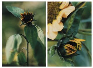 Thomas Struth - (I) Kleine Sonnenblume Mit Schwarzen Kernen - N° 16, Winterthur (Small Sunflower With Black Kernel - N° 16, Winterthur)  (Ii) Kleine Geschlossene Sonnenblume - N° 18, Winterthur (Small Closed Sunflower - N° 18, Winterthur)