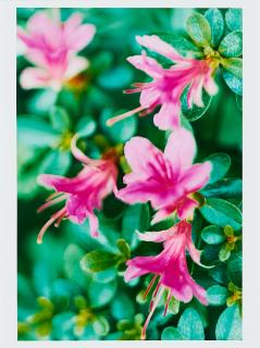 Thomas Struth - Löwenzahnzimmer.