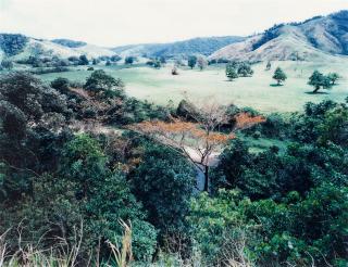 Thomas Struth - Paradies 5, Daintree, Australien