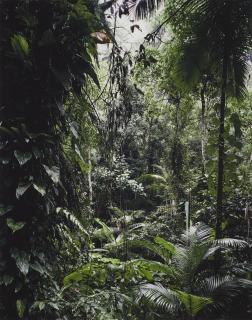 Thomas Struth - Paradies