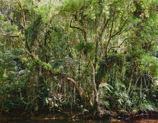 Thomas Struth - Paradies