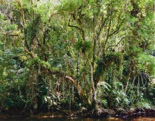 Thomas Struth - Paradies