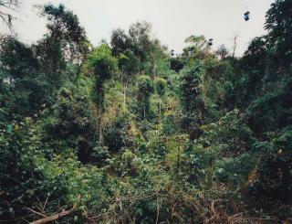 Thomas Struth - Paradise 11 (Xi Shuang Banna) Provinz Yunnan, China