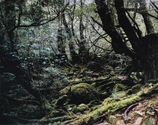 Thomas Struth - Paradise 13, Yakushima/Japan