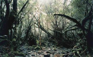 Thomas Struth - Paradise 15, Yakushima, Japan