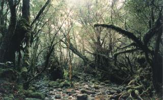 Thomas Struth - Paradise 15 Yakushima Japan