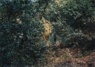 Thomas Struth - \'Paradise 17, California\', 1999