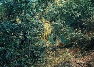 Thomas Struth - Paradise 17 - California