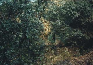 Thomas Struth - Paradise 17 - California