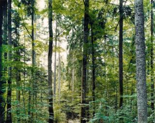 Thomas Struth - Paradise 19 Bayrischer Wald (bei Zwiesel)