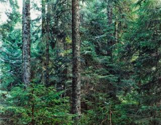Thomas Struth - Paradise 20, Bayrischer Wald