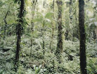 Thomas Struth - Paradise 21, Yuquehy, Brazil