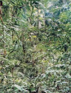 Thomas Struth - Paradise 22 Sao Francisco de Xavier, Brazil