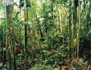 Thomas Struth - Paradise 24, Sao Francisco De Xavier