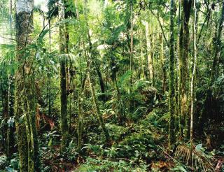 Thomas Struth - Paradise 24, Sao Francisco De Xavier 