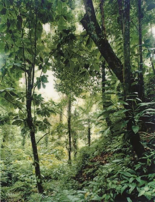 Thomas Struth - Paradise 25, Yuquehy, Brazil, 2001