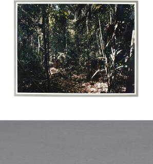 Thomas Struth - Paradise 27, Río Madre De Dios, Perú