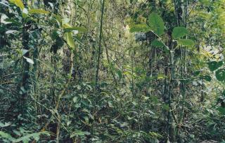 Thomas Struth - Paradise 29, Peru 2005