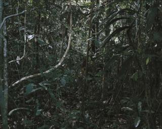 Thomas Struth - Paradise 32, Peru 2005