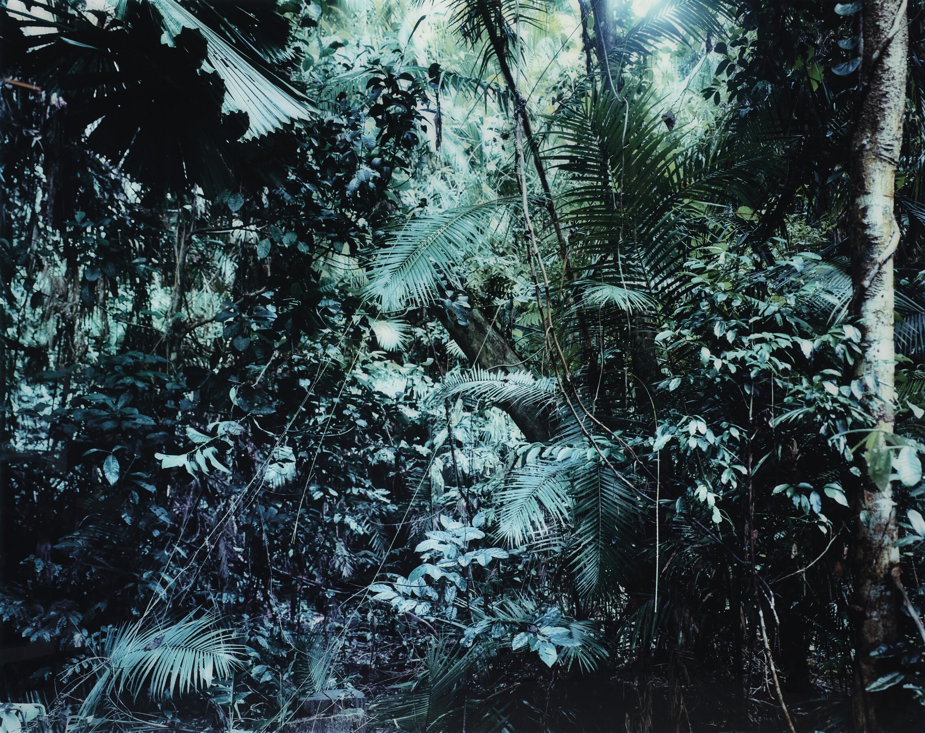 Thomas Struth - Paradise 6, Daintree, Australia, 1998