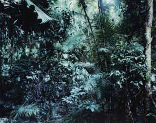 Thomas Struth - Paradise 6, Daintree, Australia, 1998