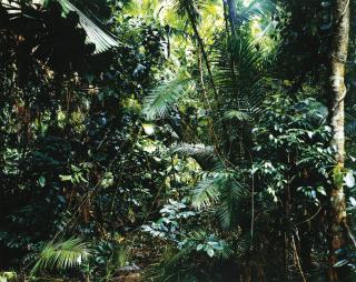 Thomas Struth - Paradise 6 Daintree/Australien
