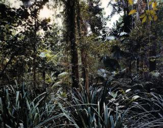 Thomas Struth - Paradise 7, Daintree / Australia, 1998