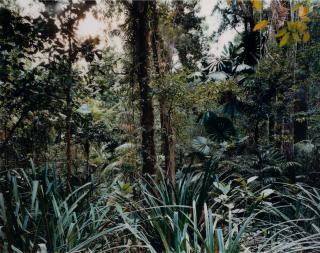 Thomas Struth - Paradise 7, Daintree, Australia, 1998