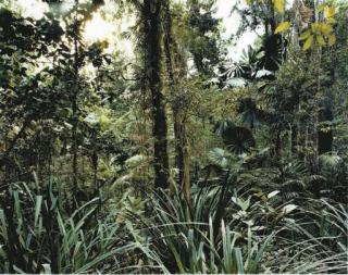 Thomas Struth - Paradise 7, Daintree, Australia