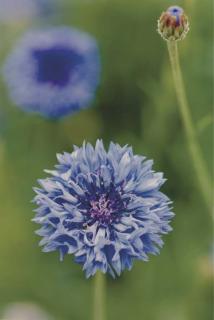 Thomas Struth - Pflantze Nr. 47 Grosse Kornblaume, Düsseldorf