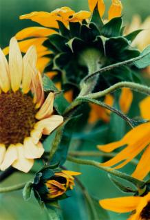 Thomas Struth - \'Pflanze No. 65, Sonnenblumengruppe, Winterthur\' (Sunflowers)