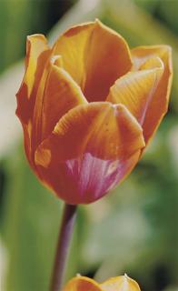 Thomas Struth - Pflanze Nr. 30 (Einzelne Orange-Violette Tulpe Winterthur)